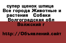 супер щенок шпица - Все города Животные и растения » Собаки   . Волгоградская обл.,Волжский г.